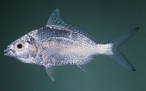 tn_Gespp_u4.jpg