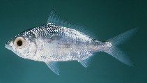 tn_Gespp_u5.jpg