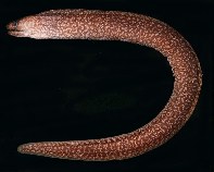 tn_Gyspp1u5.jpg