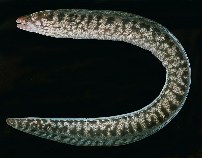 tn_Gyspp1u6.jpg