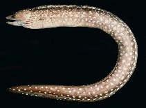 tn_Gyspp1u8.jpg