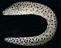 tn_Gyspp1u9.jpg