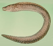 tn_Gyspp1uf.jpg