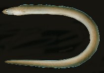tn_Gyspp_ud.jpg