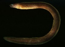 tn_Gyspp_uv.jpg