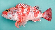 Image of Helicolenus dactylopterus (Blackbelly rosefish)