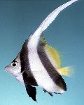 tn_Hespp_u0.jpg