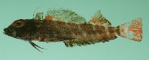tn_Hespp_u8.jpg