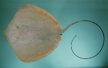 tn_Hispp_u1.jpg