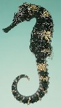 tn_Hispp_u6.jpg