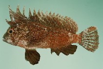 tn_Hylon_u0.jpg