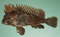 tn_Hylon_u1.jpg