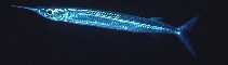 tn_Hyspp_u0.jpg