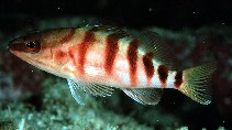 tn_Hyspp_u1.jpg
