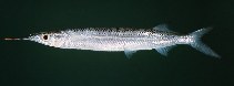 tn_Hyspp_u8.jpg