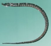 tn_Icspp_u1.jpg