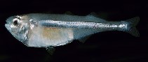 tn_Isspp_u0.jpg