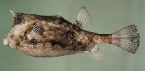 tn_Laspp_u1.jpg