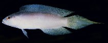 tn_Laspp_u5.jpg