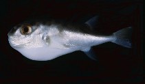 tn_Laspp_u6.jpg