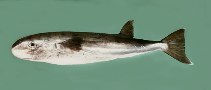 tn_Laspp_u9.jpg