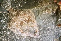 Image of Lepidopsetta bilineata (Rock sole)