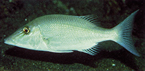 Image of Lethrinus microdon (Smalltooth emperor)