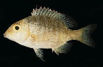 tn_Lespp_j0.jpg