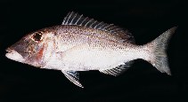 tn_Lespp_u3.jpg