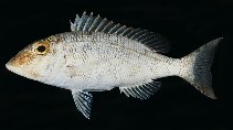tn_Lespp_u4.jpg