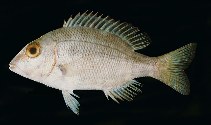 tn_Lespp_u5.jpg