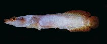tn_Lespp_u6.jpg