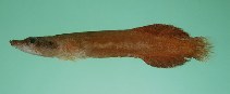 tn_Lespp_u8.jpg