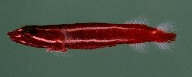 tn_Lespp_u9.jpg