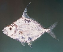 tn_Lespp_uf.jpg