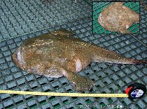 Image of Lophius americanus (American angler)