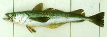 Image of Merluccius gayi gayi (South Pacific hake)