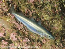 Image of Micromesistius poutassou (Blue whiting)