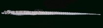 tn_Mispp_u3.jpg