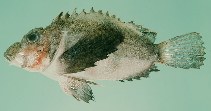 tn_Mispp_u8.jpg