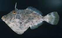 tn_Mospp_u8.jpg