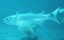 Image of Mugil curema (White mullet)