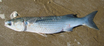 Image of Mugil liza (Lebranche mullet)