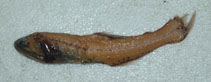 Image of Nannobrachium achirus (Lantern fish)