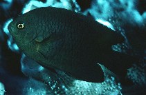 tn_Nedeb_u0.jpg
