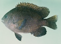 tn_Nespp_u5.jpg