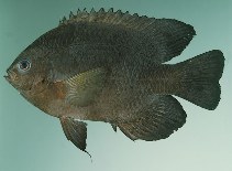 tn_Nespp_u6.jpg