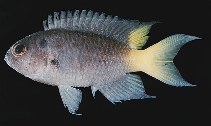 tn_Nespp_u7.jpg