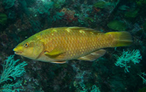 Image of Notolabrus fucicola (Yellow-saddled wrasse)