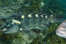 Image of Notolabrus fucicola (Yellow-saddled wrasse)